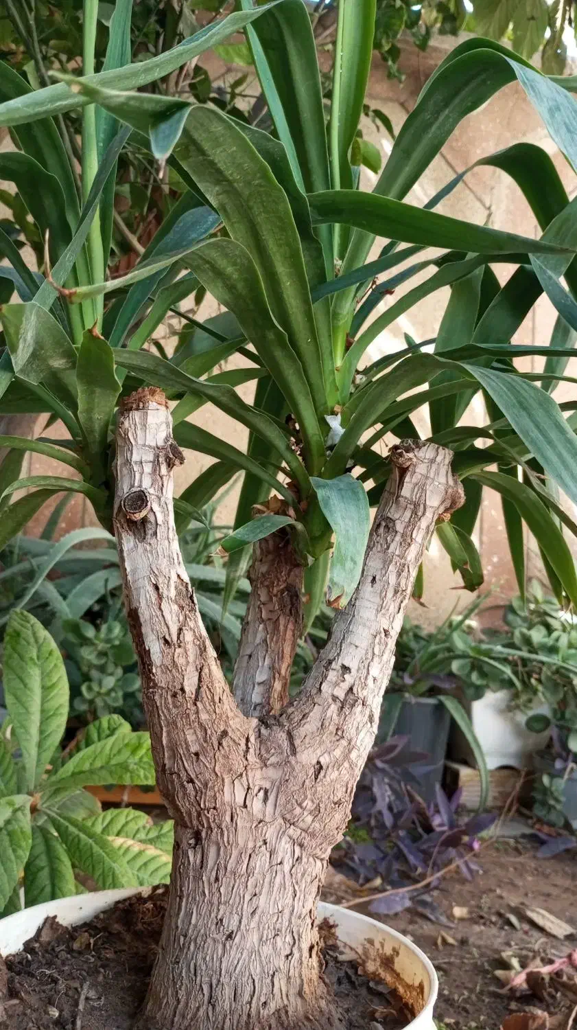 گل یوکا|گل و گیاه طبیعی|شیراز, احمدی جنوبی|دیوار