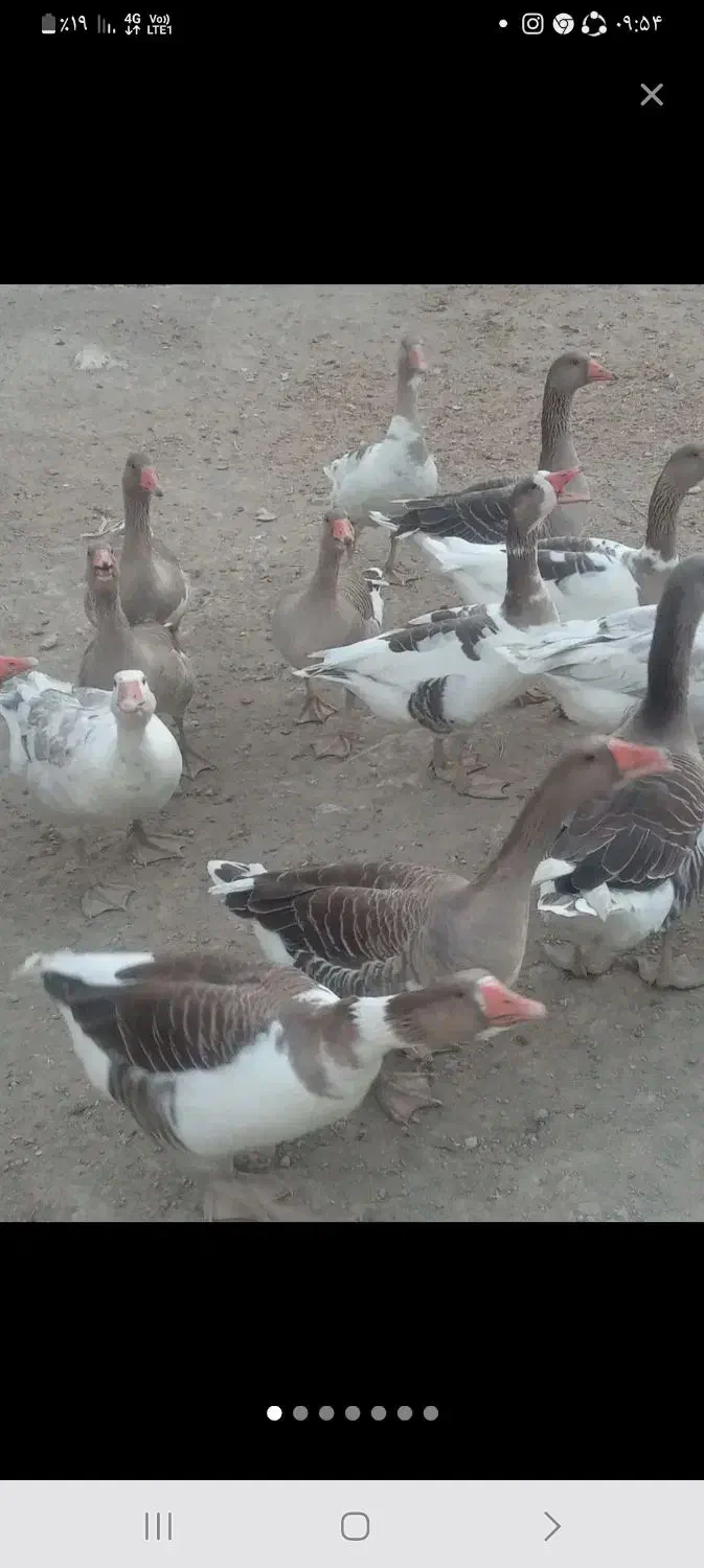 غاز فروشی|حیوانات مزرعه|زهک, |دیوار