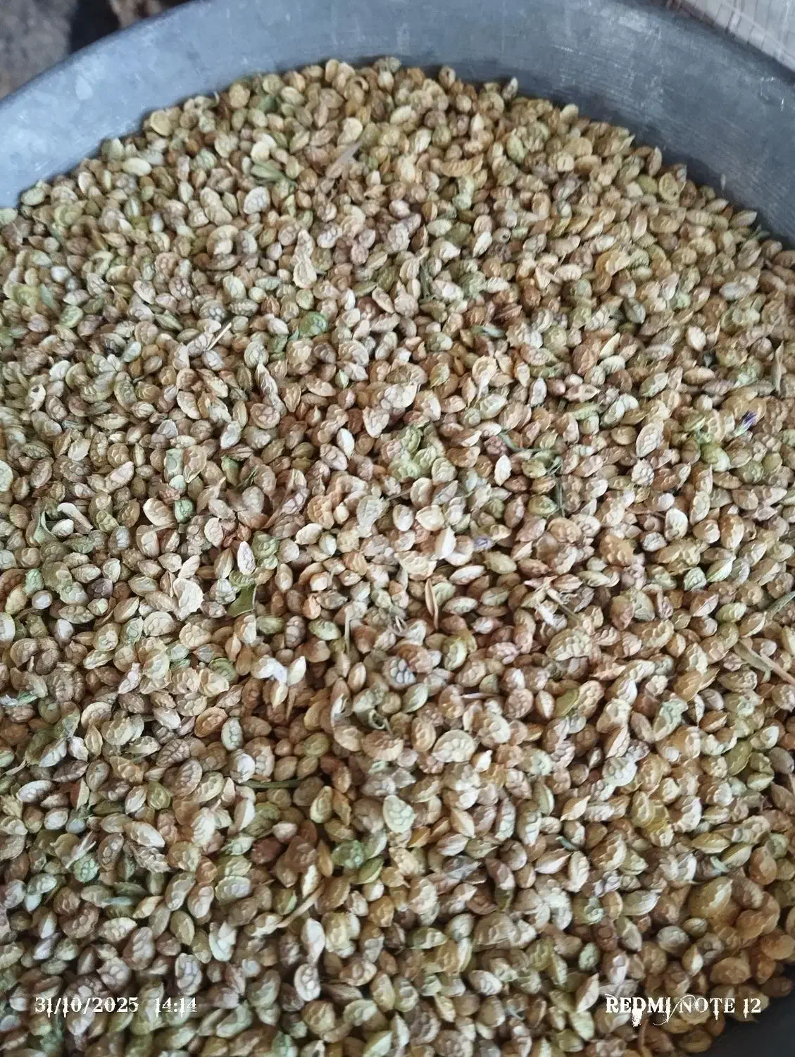 بذر یونجه خاشه پاک شده|خدمات باغبانی و درختکاری|قره پشتلو, |دیوار