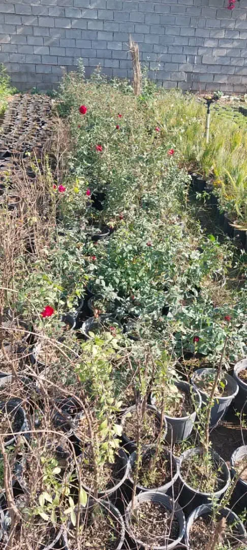 شب بو آلوورا پالم|گل و گیاه طبیعی|دزفول, |دیوار