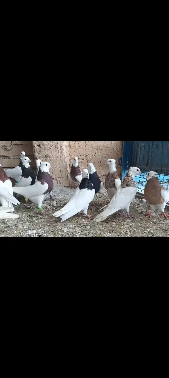 رنگی دوری|پرنده|دزفول, |دیوار