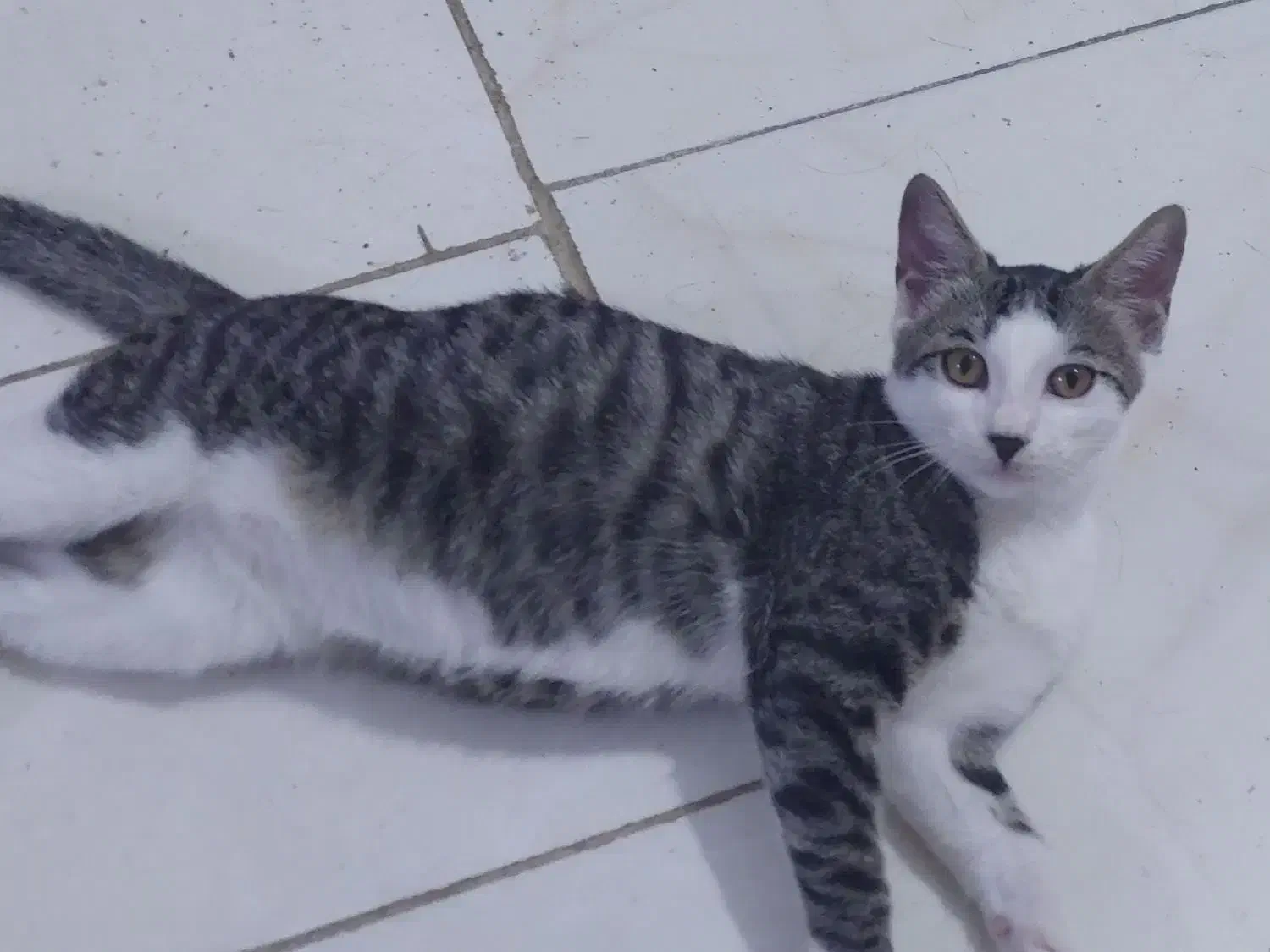 واگذاری|گربه|لاهیجان, پردسر|دیوار