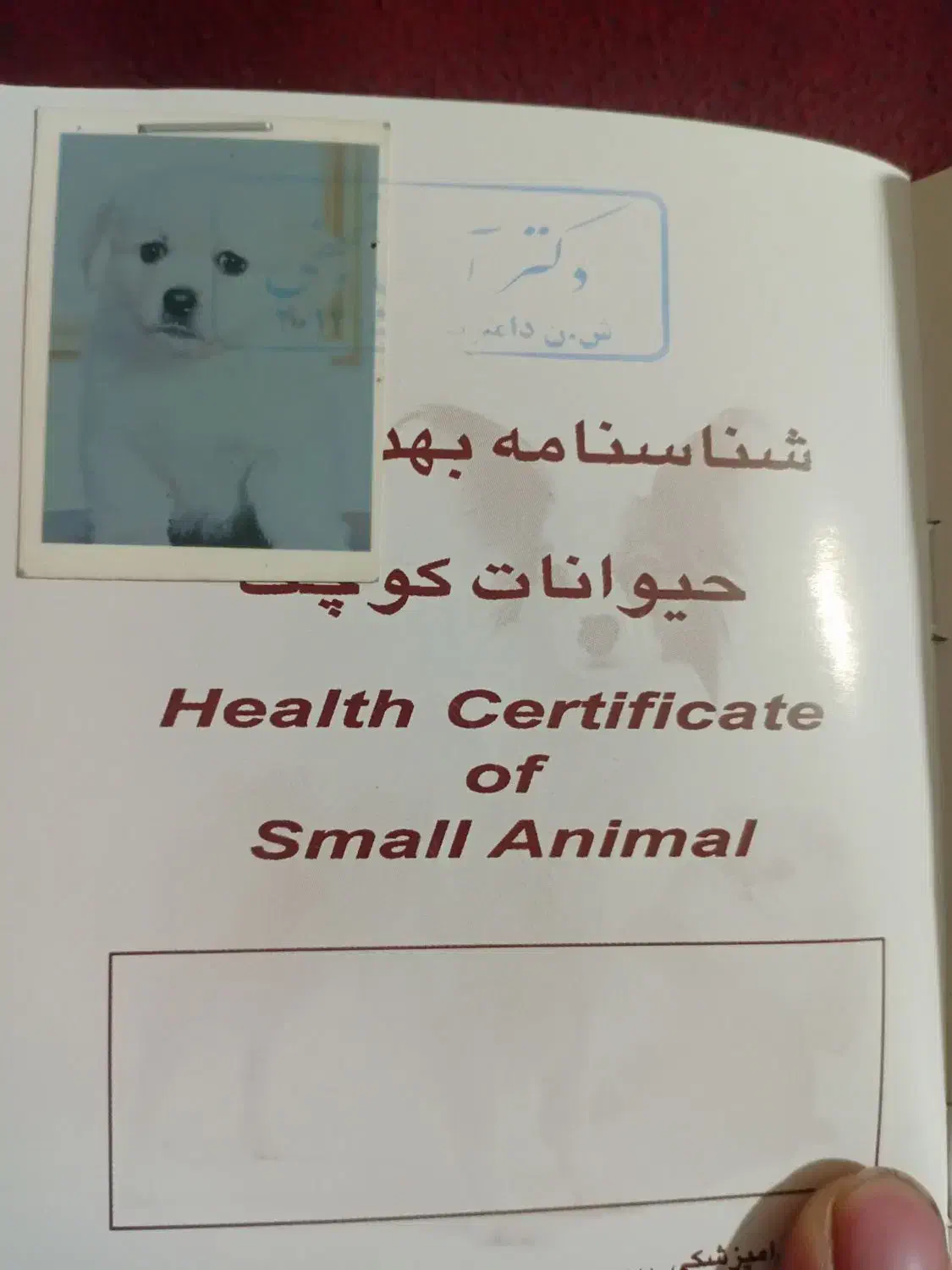 سگ خانگی|سگ|مشهد, بهمن|دیوار