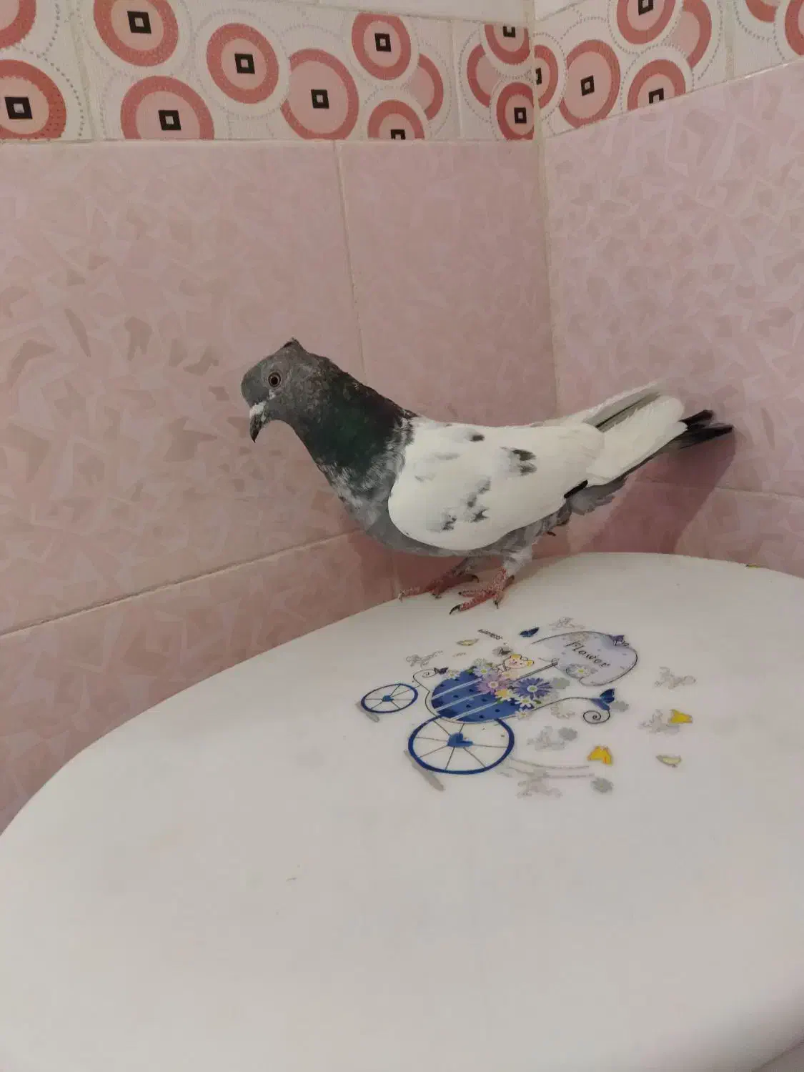 کفتر|پرنده|شیراز, کوشک میدان|دیوار