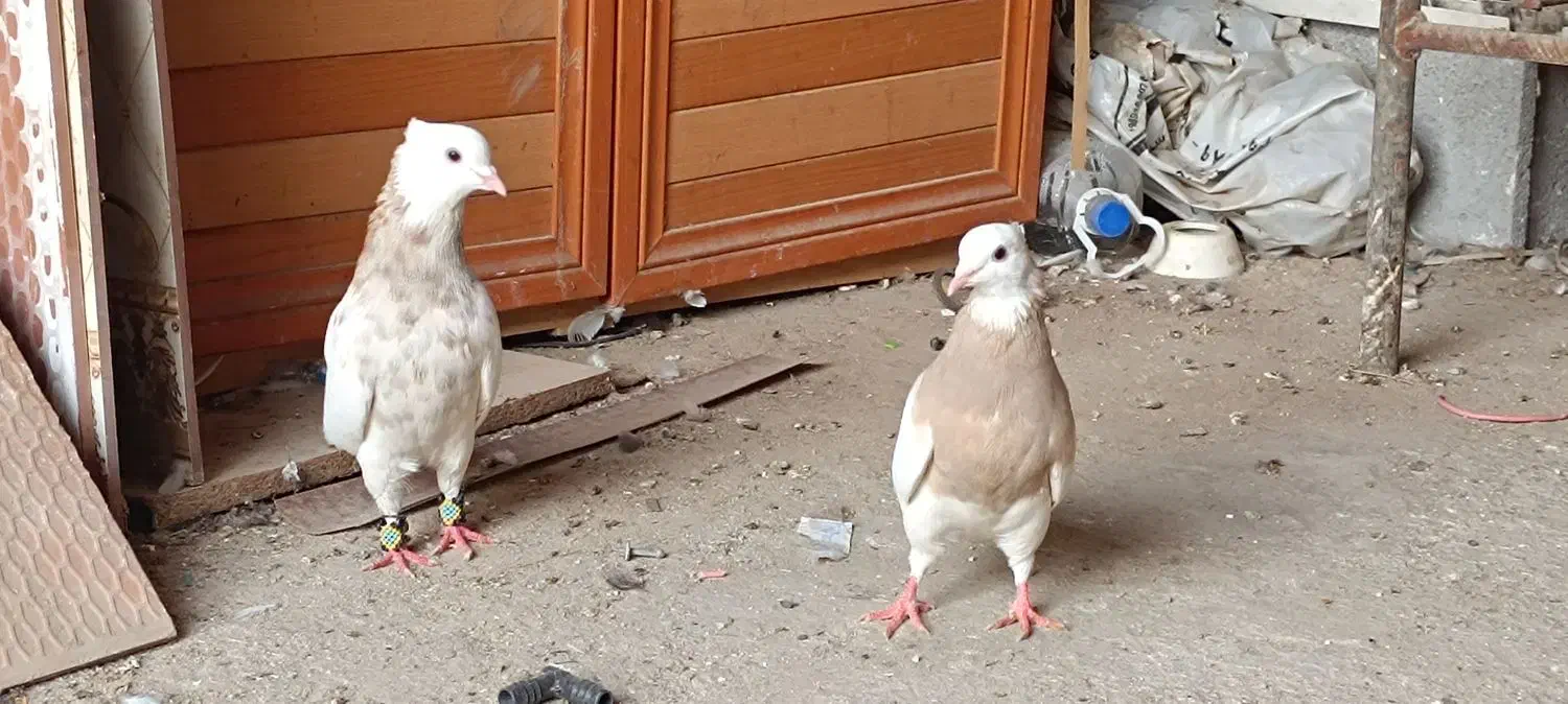 توقی کرم|پرنده|رامشیر, |دیوار