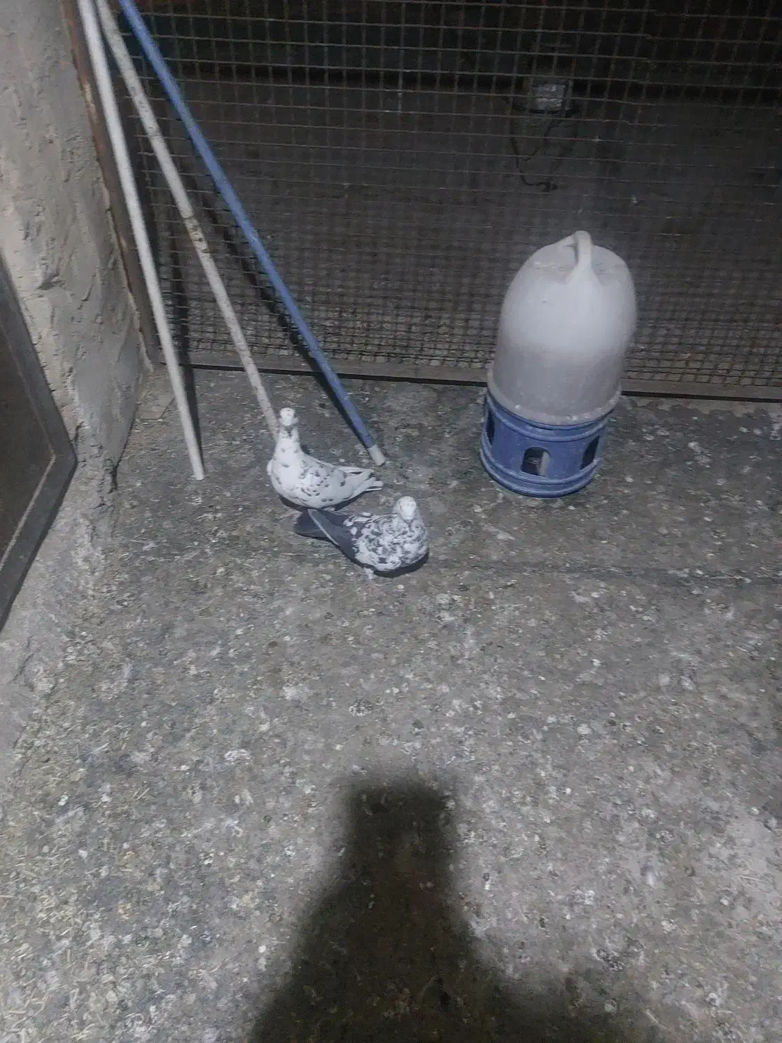 کبوتر|پرنده|بیرجند, |دیوار