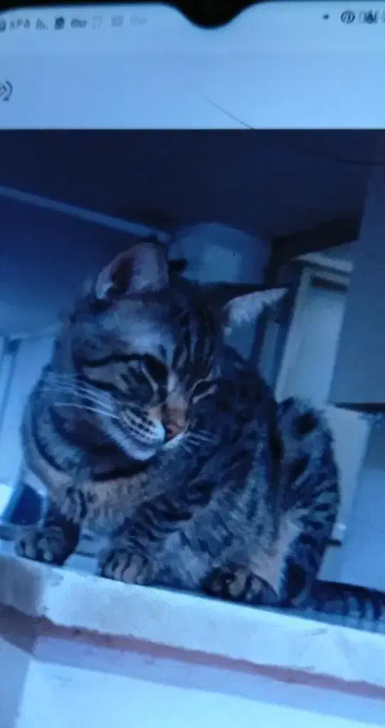 گربه گم شده|حیوانات|رشت, حومه رشت|دیوار