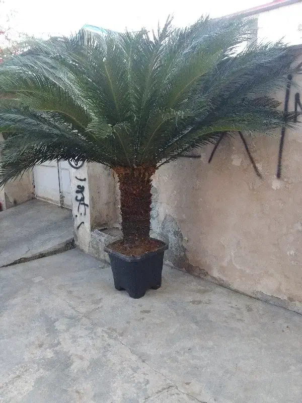 سیکاس|گل و گیاه طبیعی|تهران, عباسی|دیوار