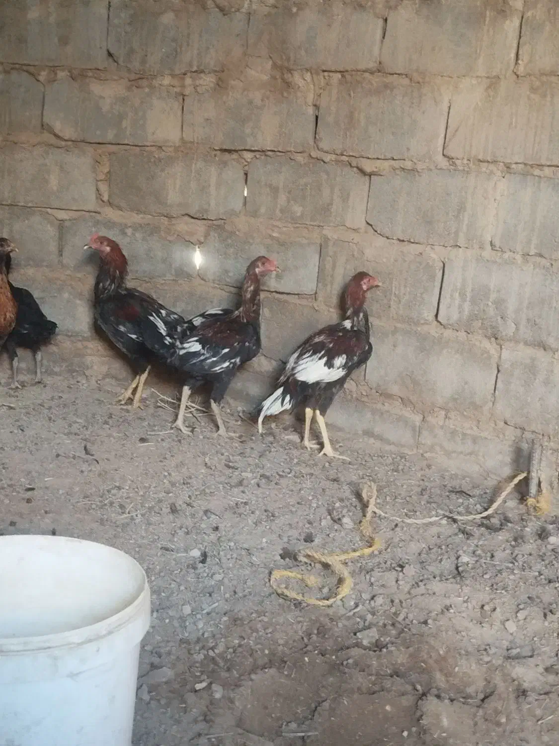 خروس لاری اصل|حیوانات مزرعه|هامون, |دیوار