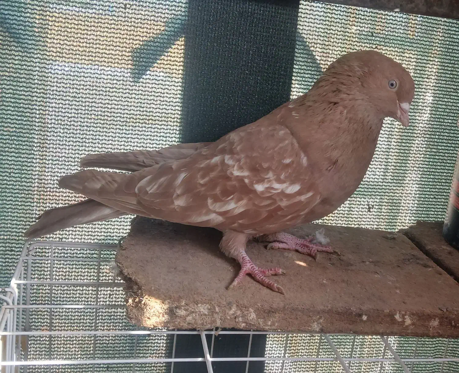 کبوتر تاب|پرنده|حمیدیه, |دیوار