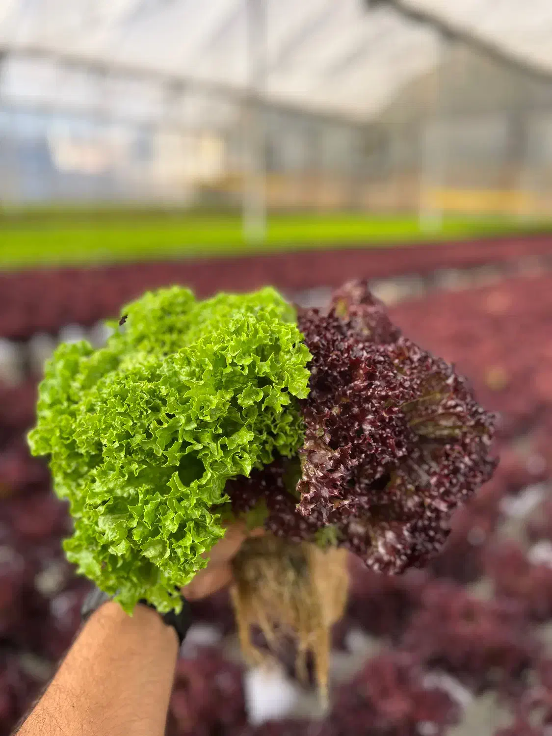 اجاره گلخانه هیدروپنیک|اجارهٔ دفتر صنعتی، کشاورزی، تجاری|شهریار, کردزار|دیوار