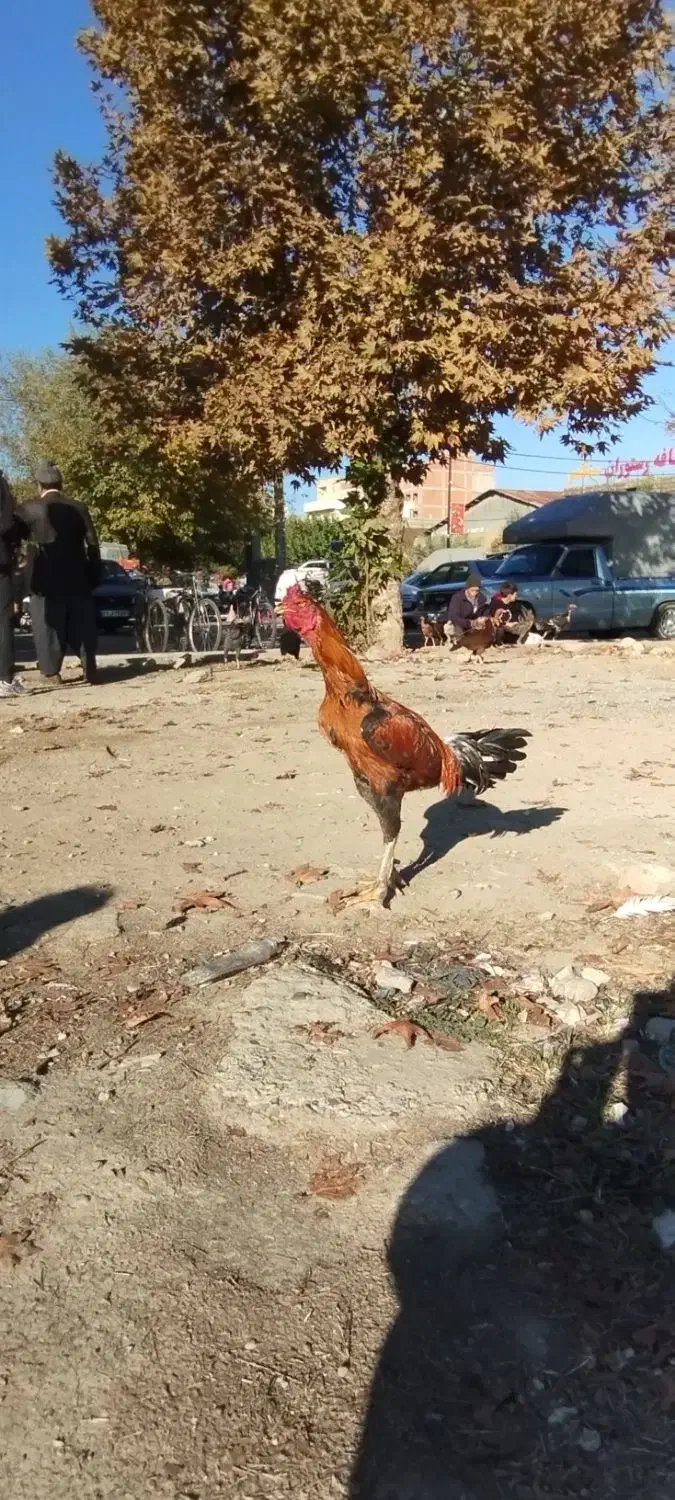 خروس لاری|حیوانات مزرعه|نگین شهر, |دیوار