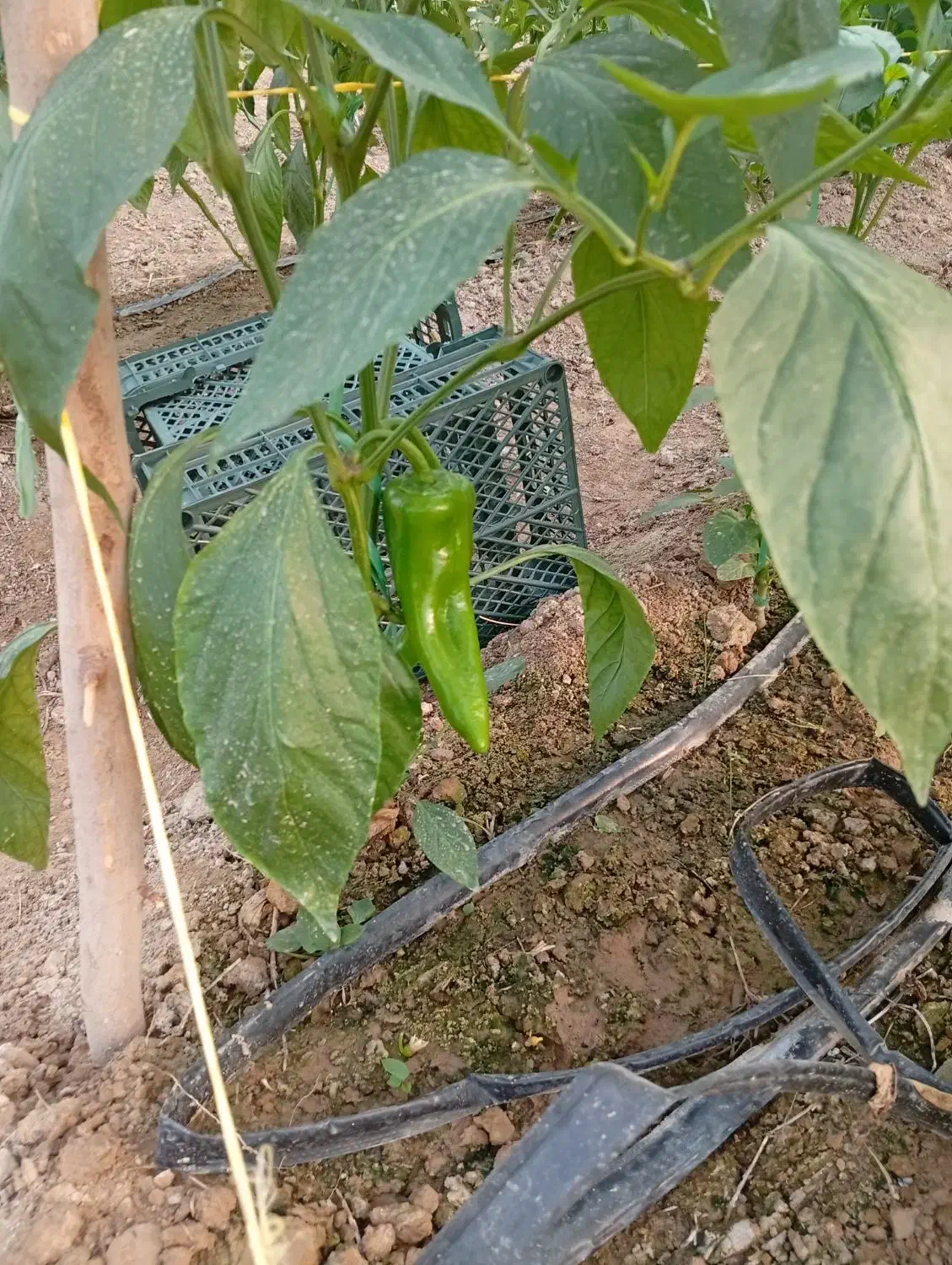 فلفل کاپی درجه یک|عمده‌فروشی|شوشتر, |دیوار