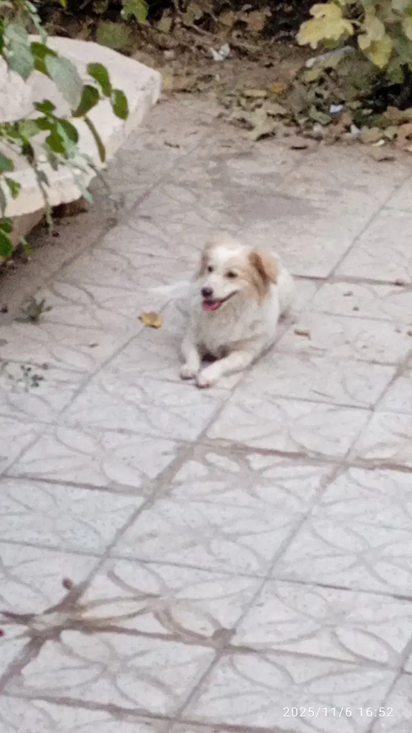 واگذاری سگ اپارتمانی|سگ|اراک, |دیوار