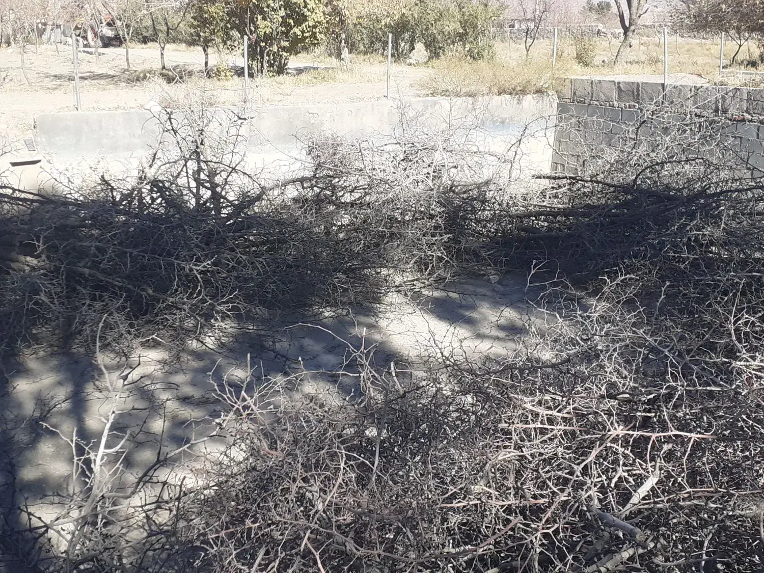 چوب خشک عناب وتوت .|لوازم جانبی حیوانات|بیرجند, |دیوار