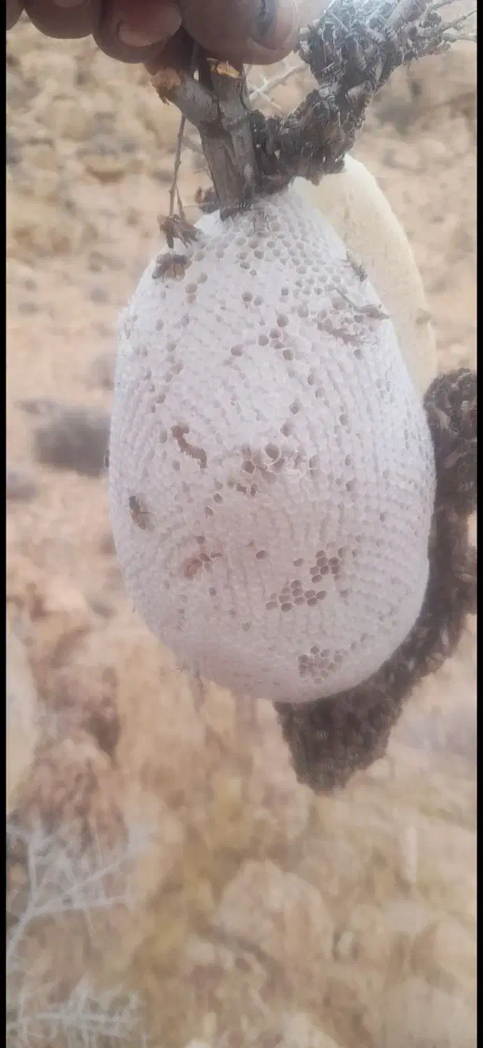 عسل کوهی اصل|خوردنی و آشامیدنی|شیراز, میانرود|دیوار