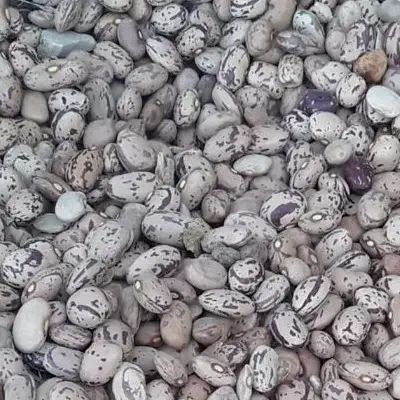 فروش لوبیا چیتی|خوردنی و آشامیدنی|ویسیان, |دیوار