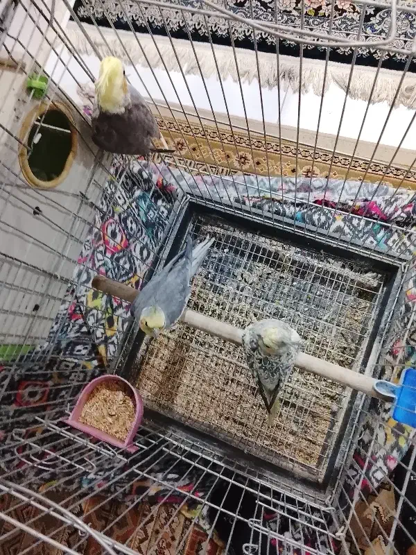 سه عدد عروس هلندی دو عدد ماده یکیش نر|پرنده|اراک, |دیوار