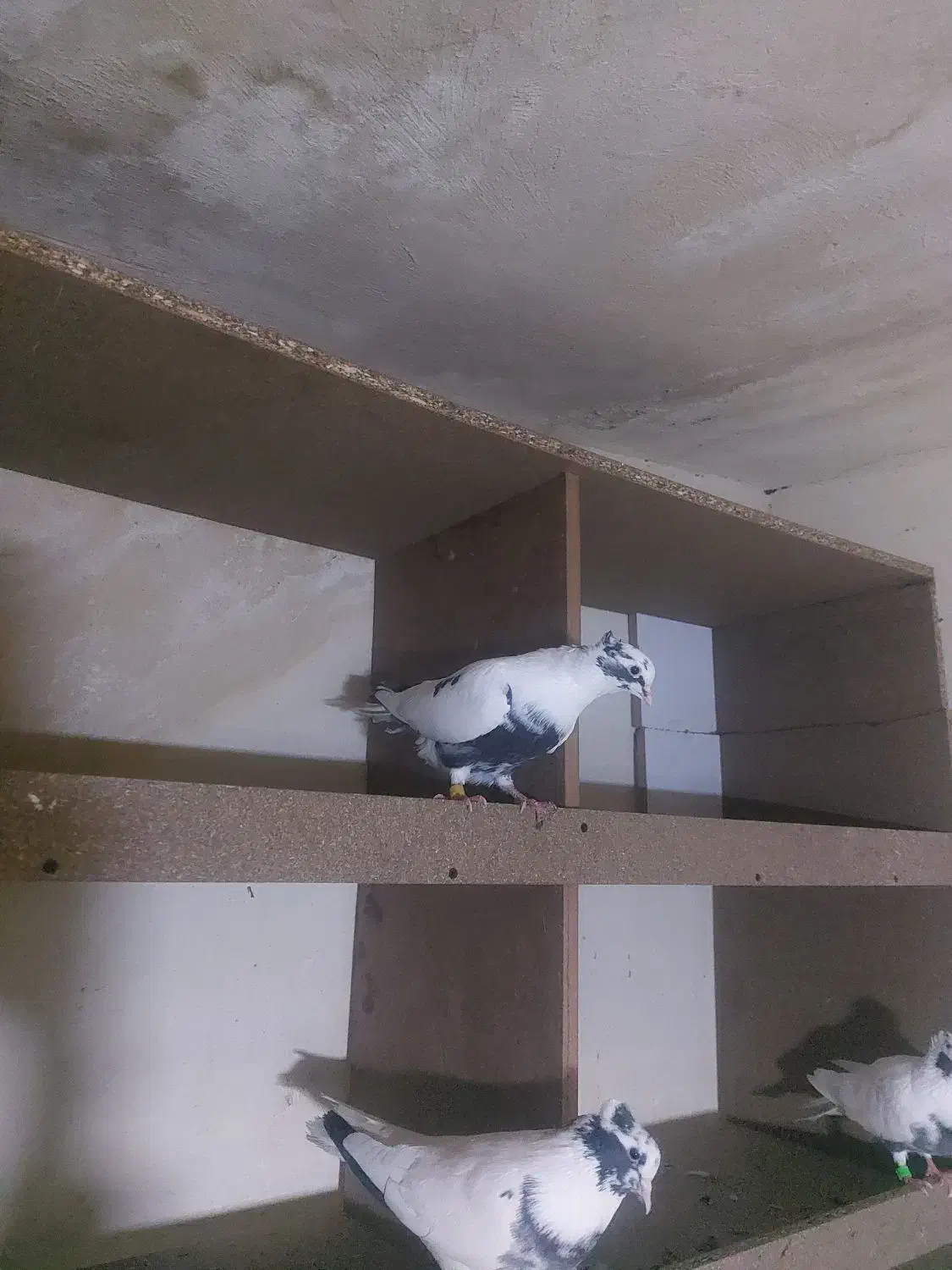 شاپر از هردو طرف|پرنده|سیوان, |دیوار