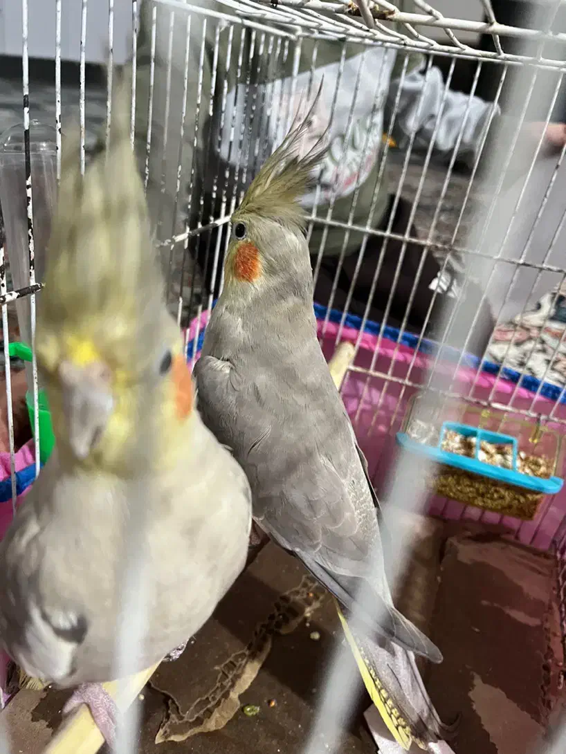 عروس هلندی نر و ماده|پرنده|لاهیجان, گلستان|دیوار