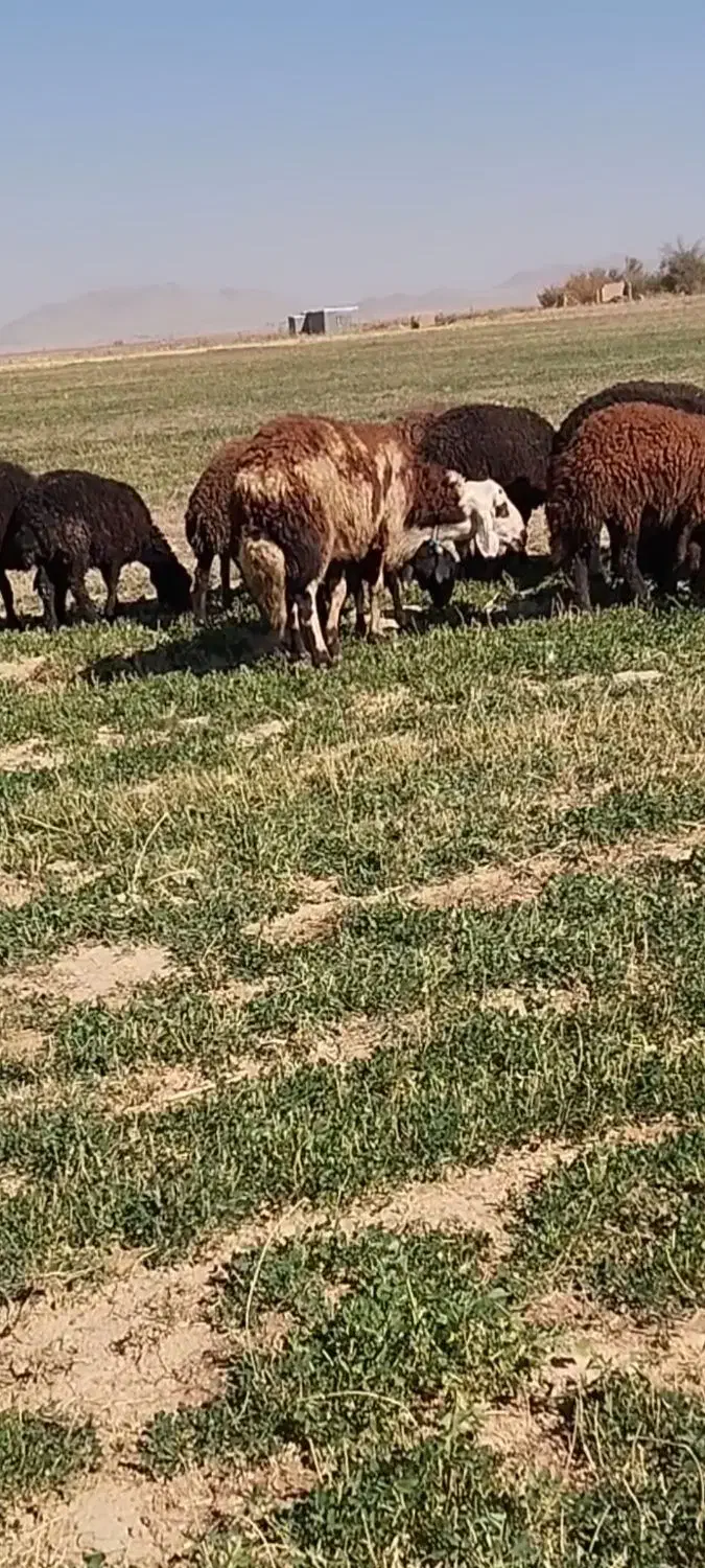 قوچ پلنگی|حیوانات مزرعه|خنداب, |دیوار