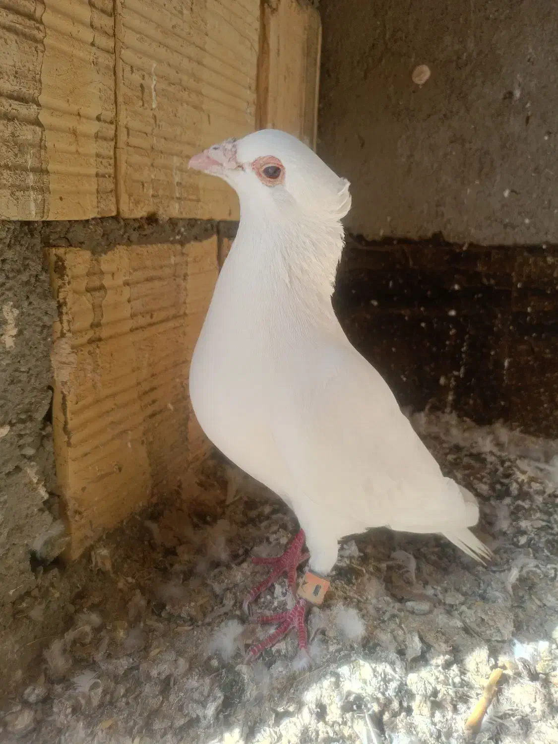 سفید کاکولی|پرنده|مشهد, باغون آباد|دیوار