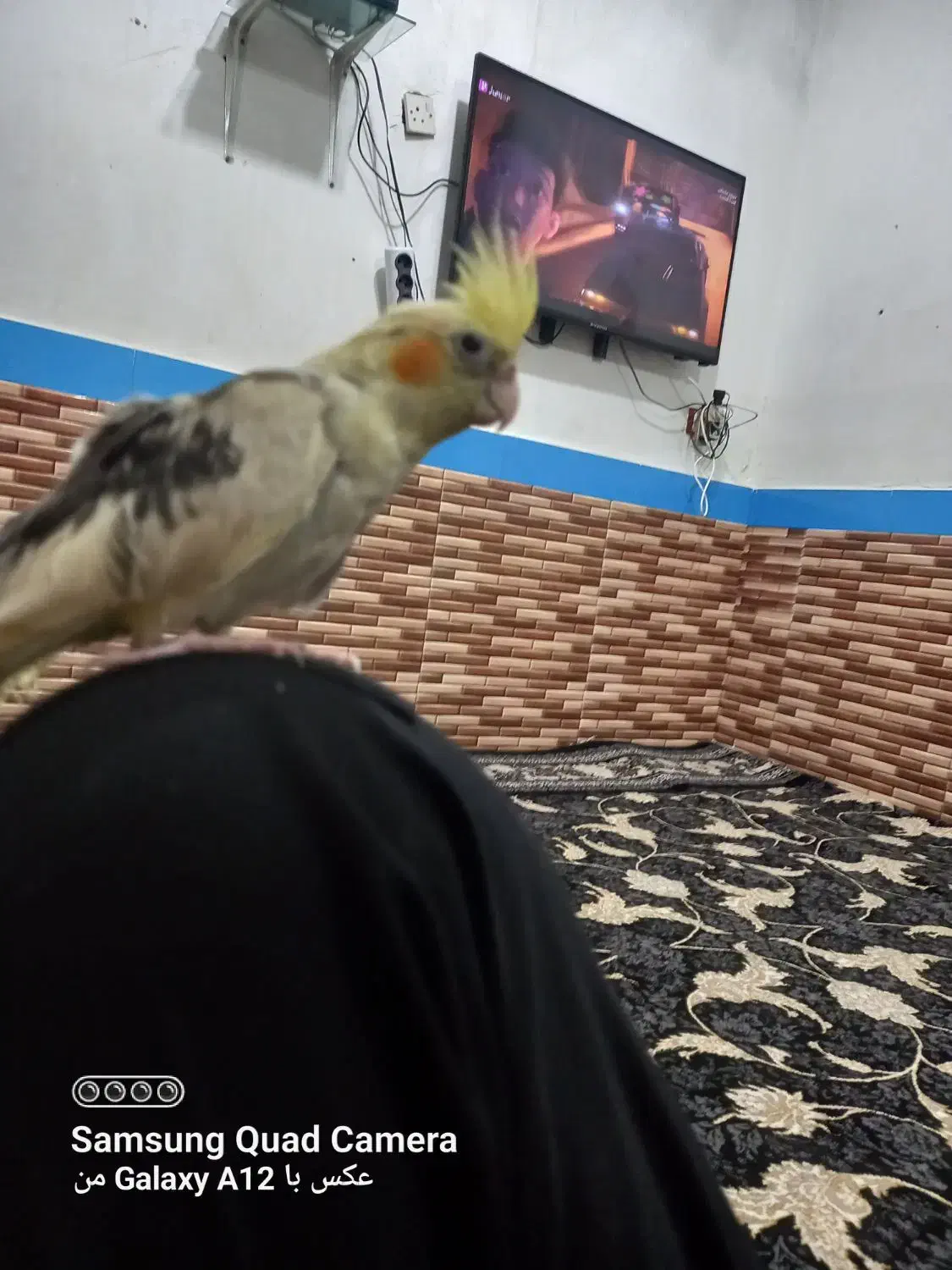 عروس هلندیگمشده|حیوانات|دزفول, |دیوار