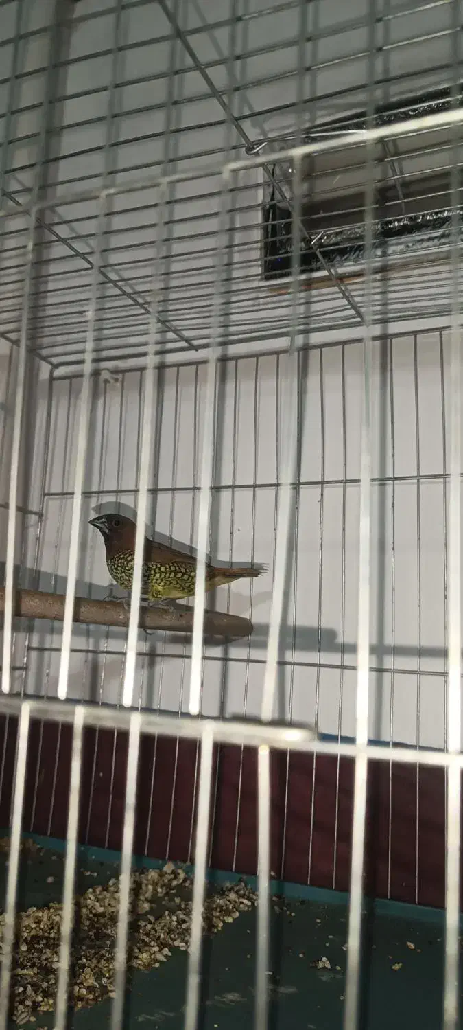 فروش یا معاوضه 2عدد پرنده|پرنده|بم, |دیوار