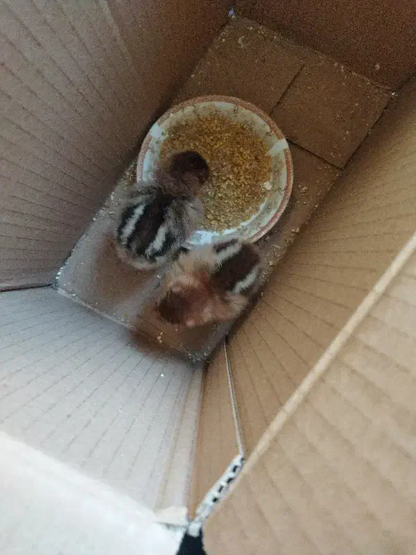 جوجه|حیوانات مزرعه|قزوین, |دیوار