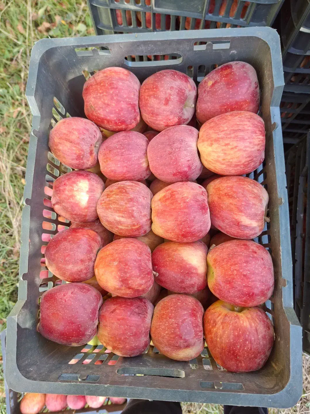 سیب قرمز پیازی فله ای|حراج|پیرانشهر, |دیوار