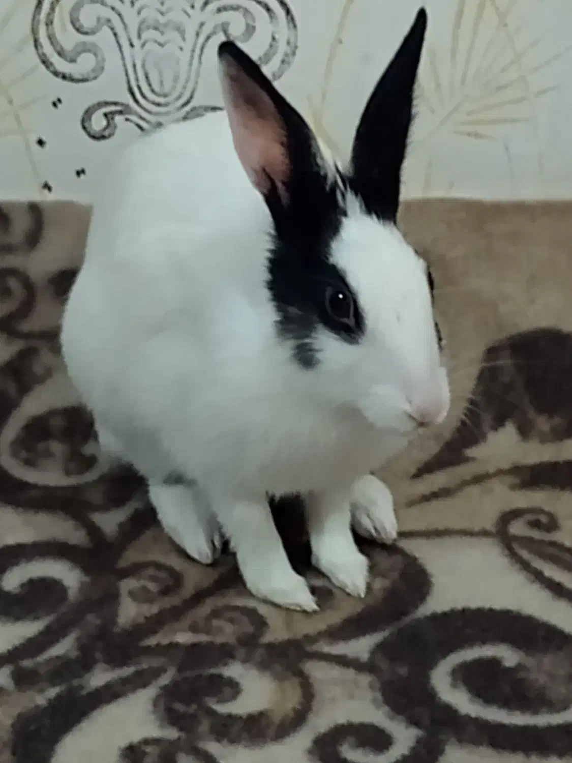 خرگوش|موش و خرگوش|شیراز, گویم|دیوار