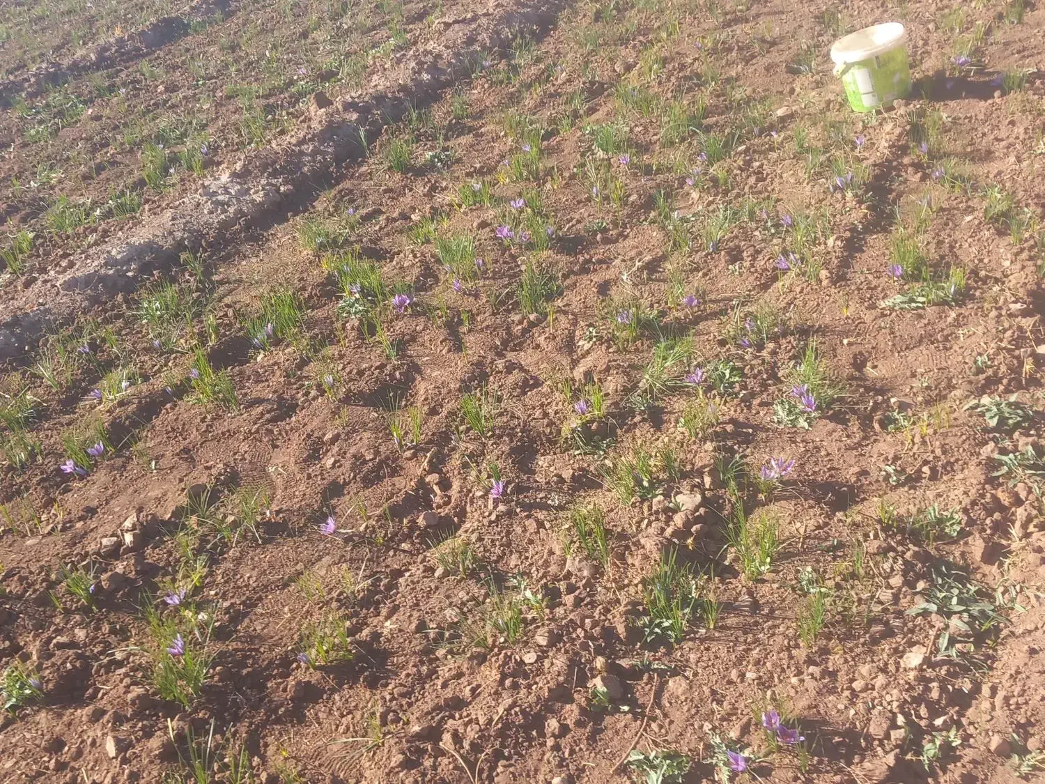 زمین کشاورزی|فروش زمین و ملک کلنگی|تربت‌حیدریه, مسجد جامع|دیوار