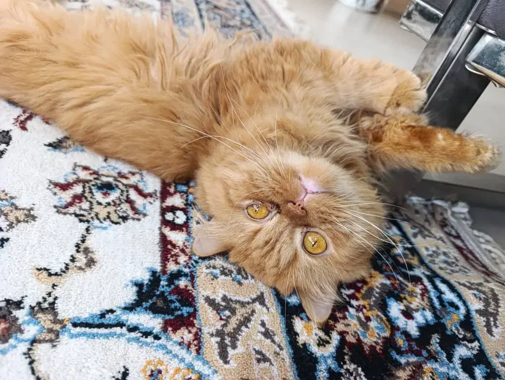 گربه پرشین و بریتیش|گربه|لاهیجان, شهید آوینی|دیوار