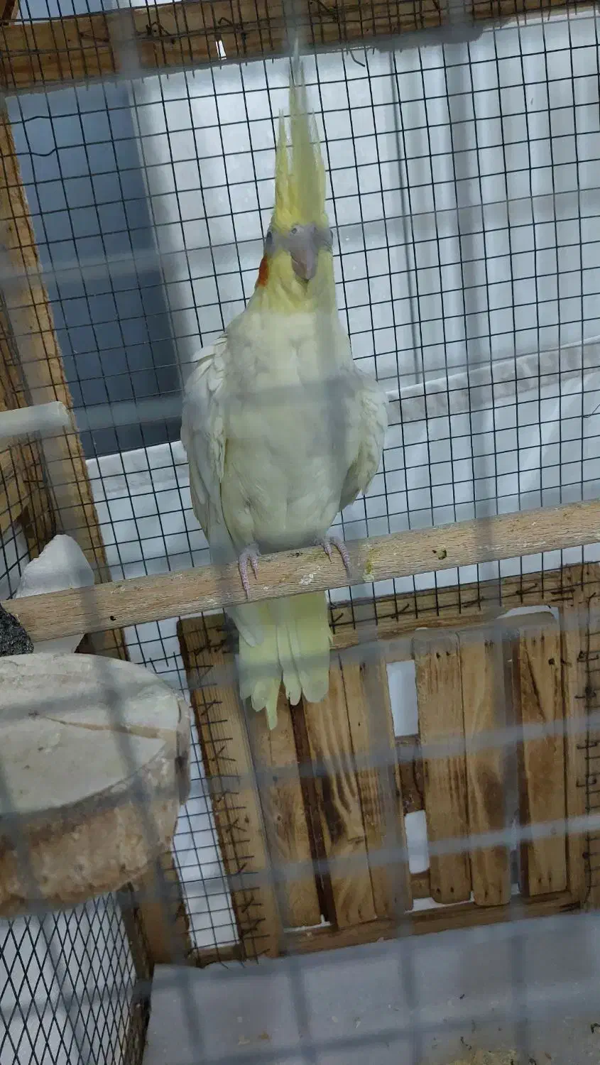 عروس هلندی|پرنده|چهاردانگه (تهران), |دیوار