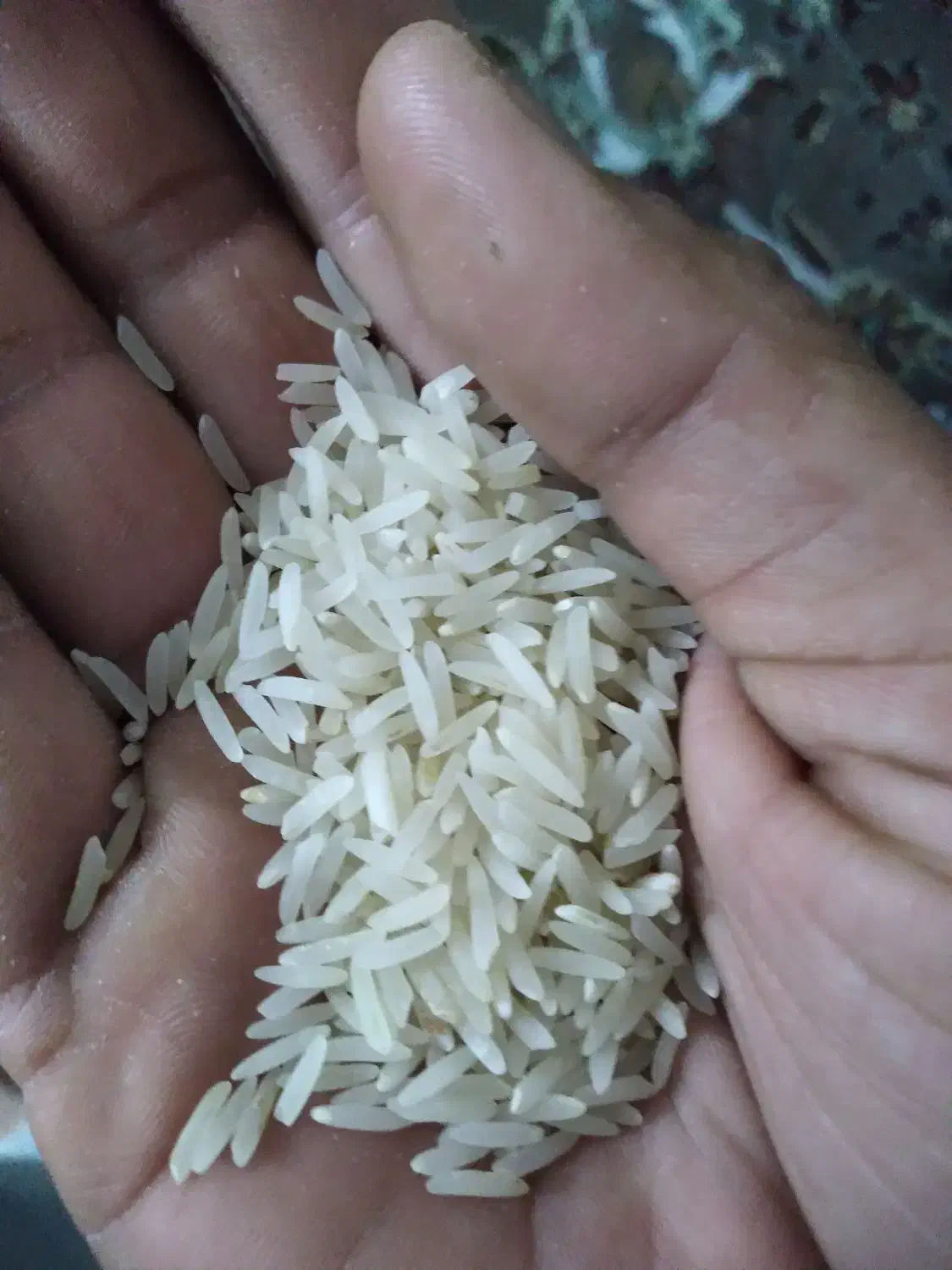 برنج فجر سوزنی|خوردنی و آشامیدنی|خان ببین, |دیوار