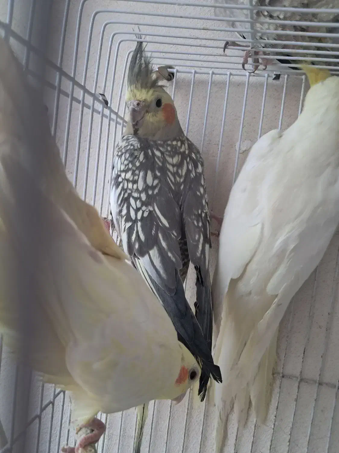 عروس هلندی|پرنده|درگز, |دیوار