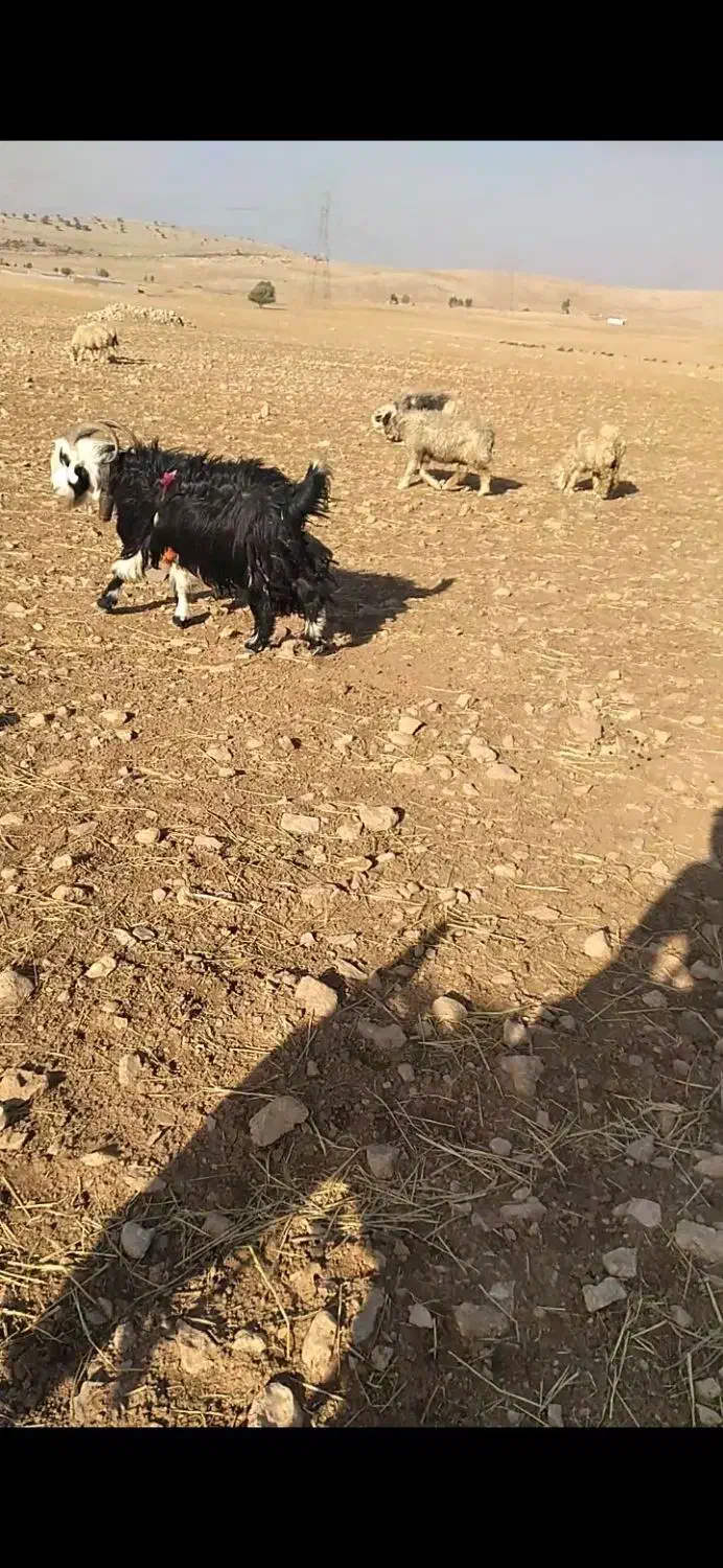 دوبر روزگاری ۴رون جلو رو|حیوانات مزرعه|ایذه, |دیوار