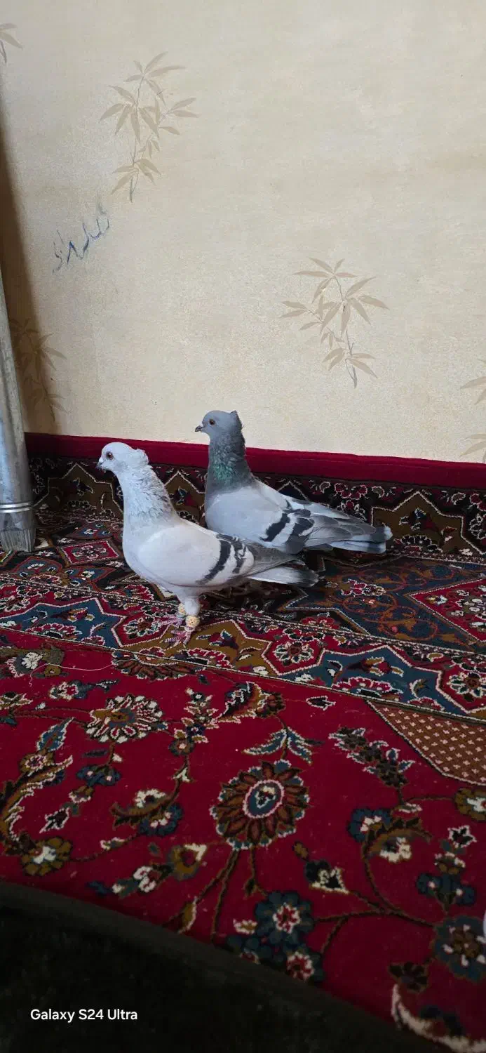 کبوتر جفتی|پرنده|قزوین, |دیوار