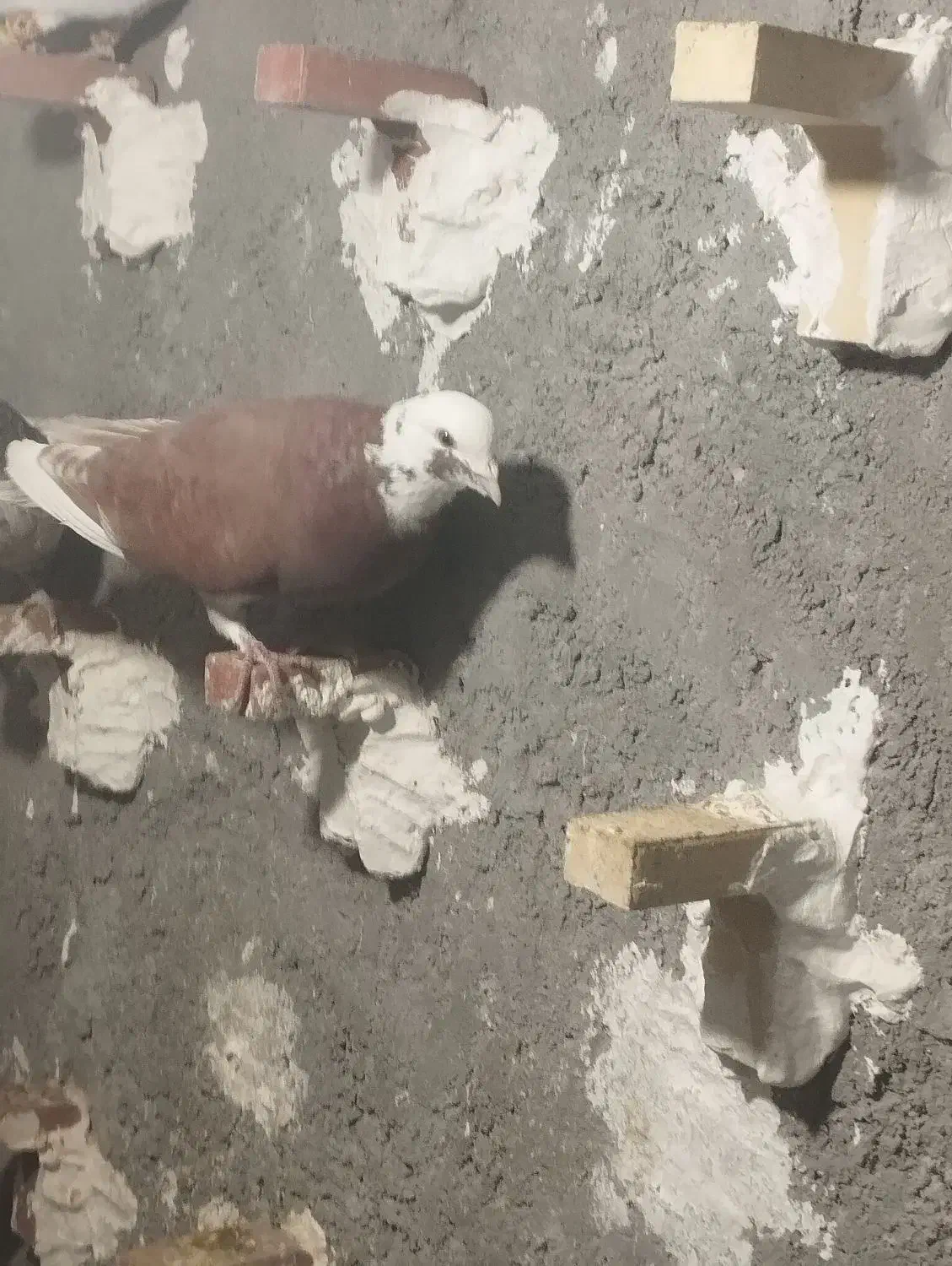 کبوتر|پرنده|کرمان, |دیوار