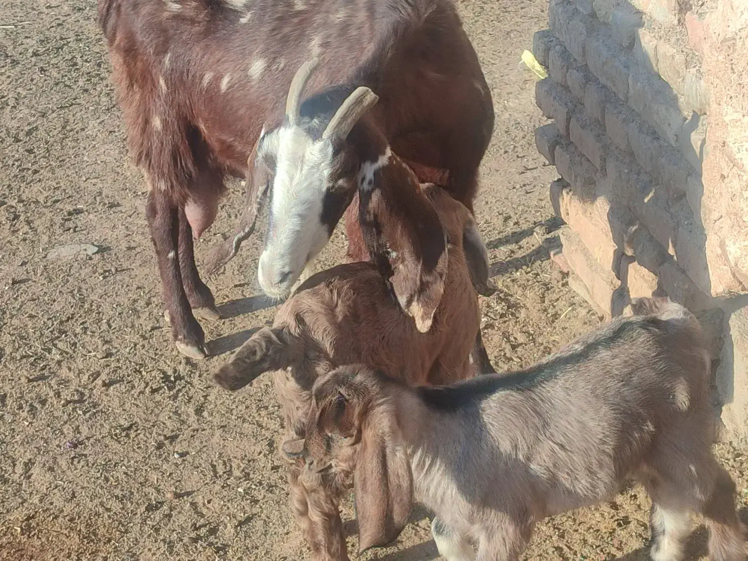 بزآمریکایی کل وبزدوقلووپرشیردرجه یک|حیوانات مزرعه|تربت جام, جلگه موسی آباد|دیوار
