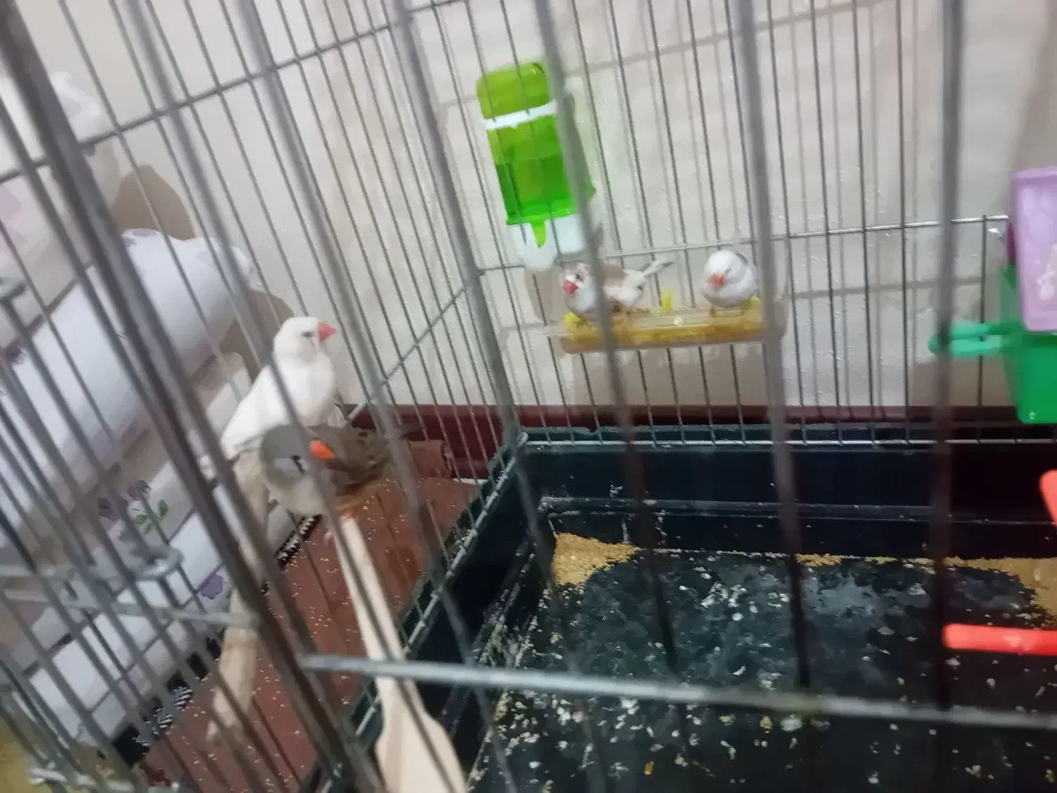 دوجفت فنچ جوجه بده|پرنده|هشتگرد, شهرک بوستان|دیوار