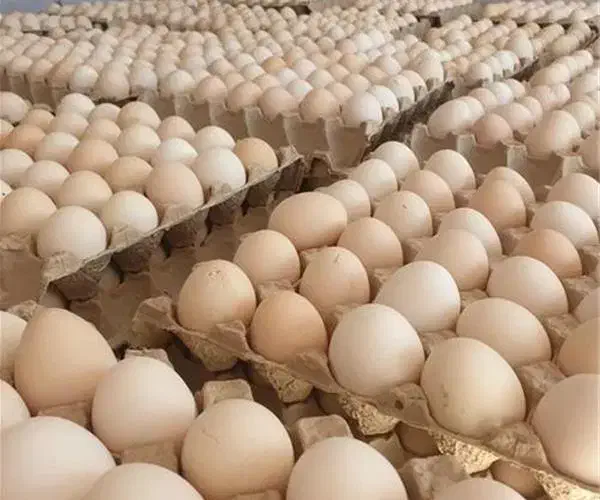 تخم مرغ محلی عمده|خوردنی و آشامیدنی|خوی, |دیوار