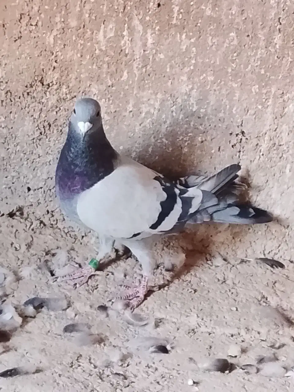 کفتر پلاکی اصل|پرنده|قرچک, قشلاق جیتو|دیوار