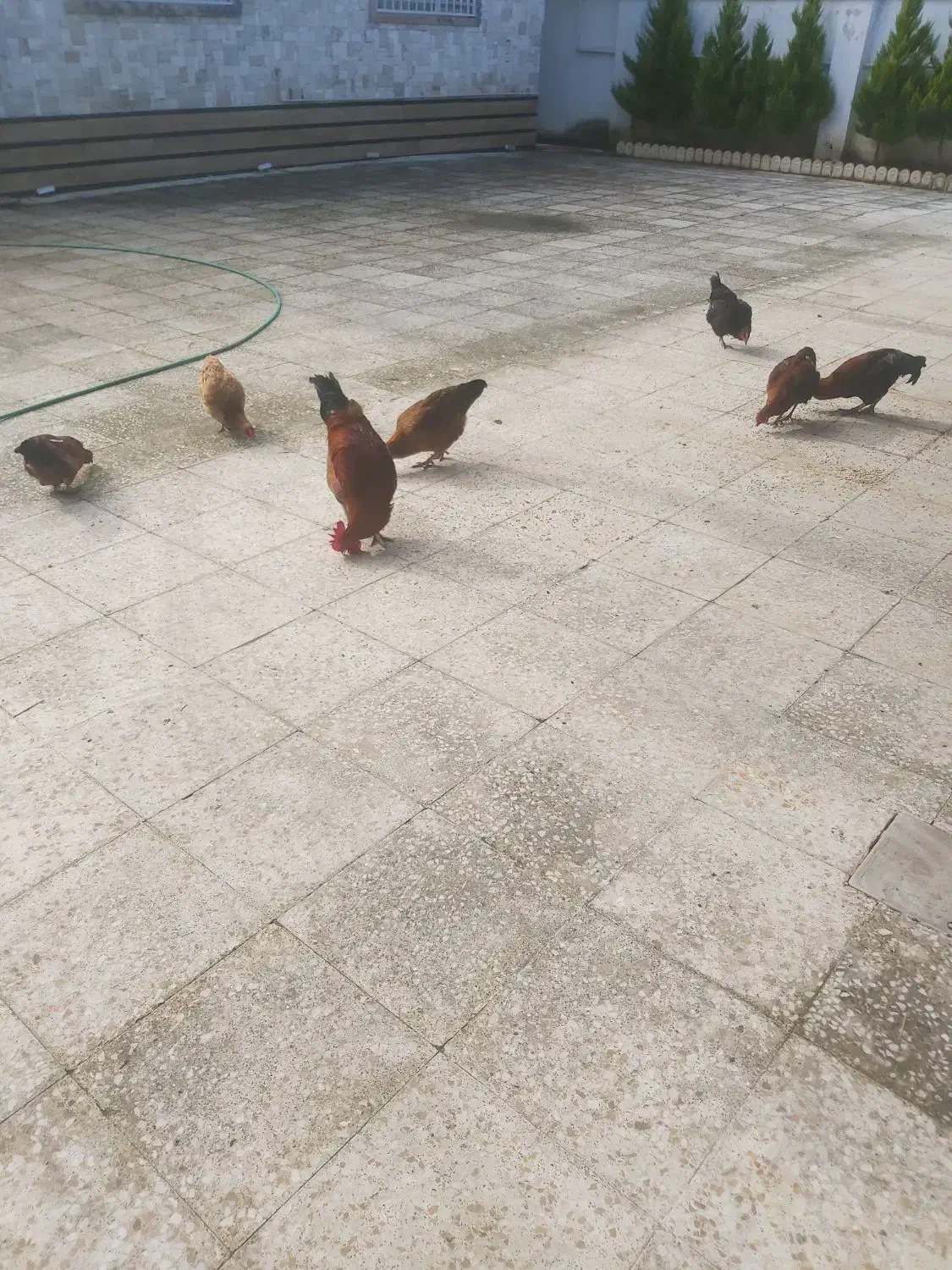 سلام خروس محلی یک ساله فروش فوری|حیوانات مزرعه|سلمان‌شهر, |دیوار