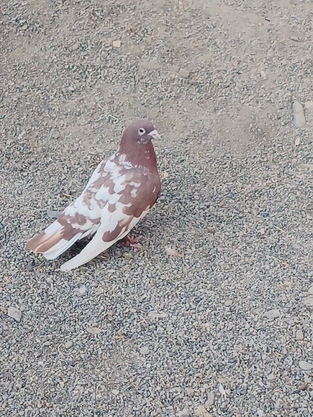 کبوتر نر|پرنده|جزنیک, |دیوار