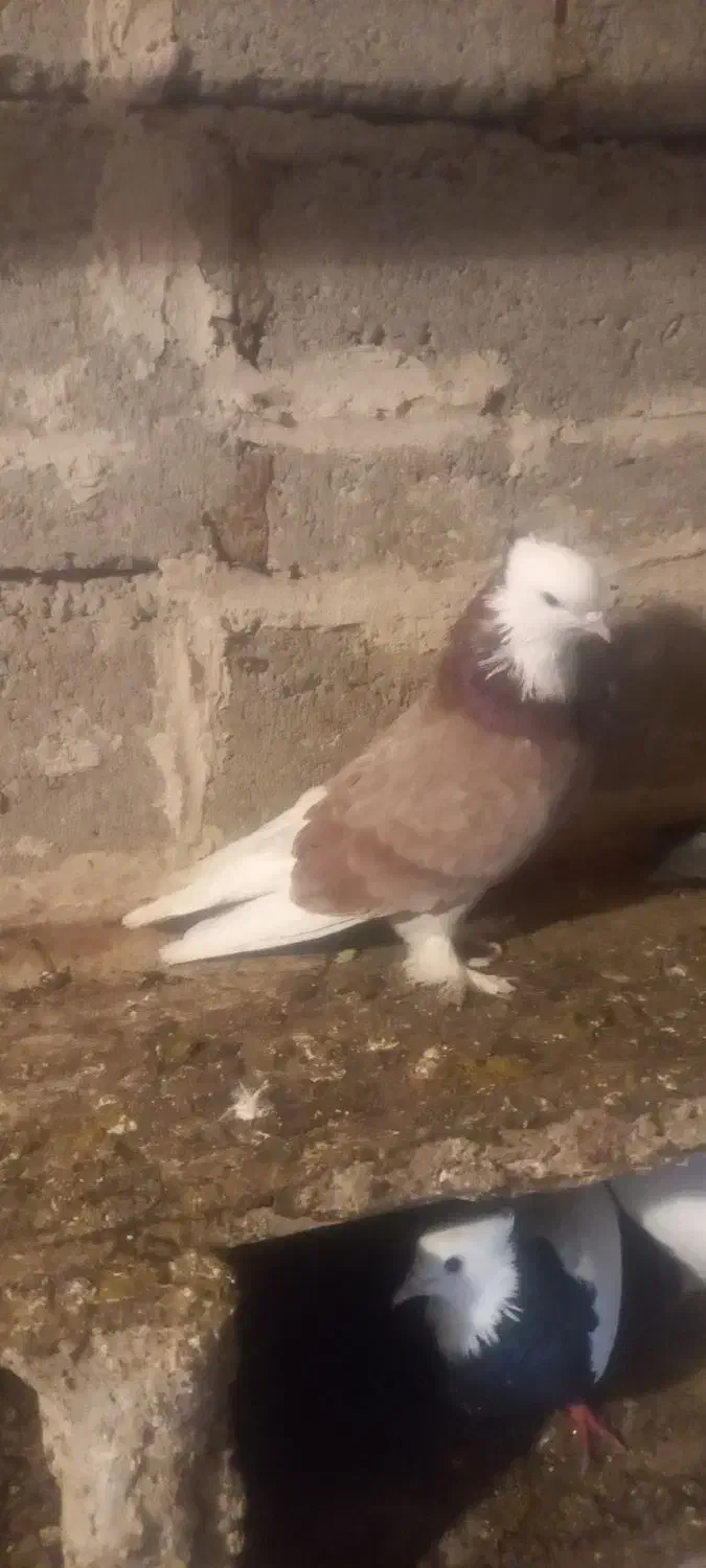 کبوتر|پرنده|میاندوآب, |دیوار