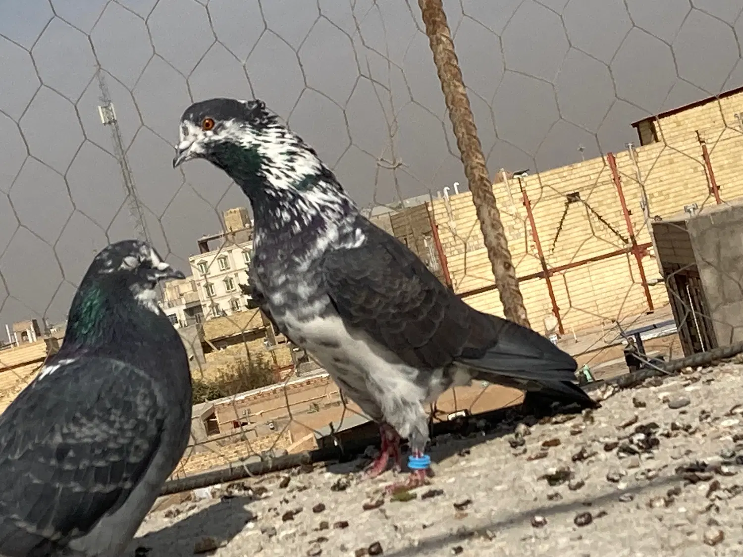 کبوتر|پرنده|شال, |دیوار