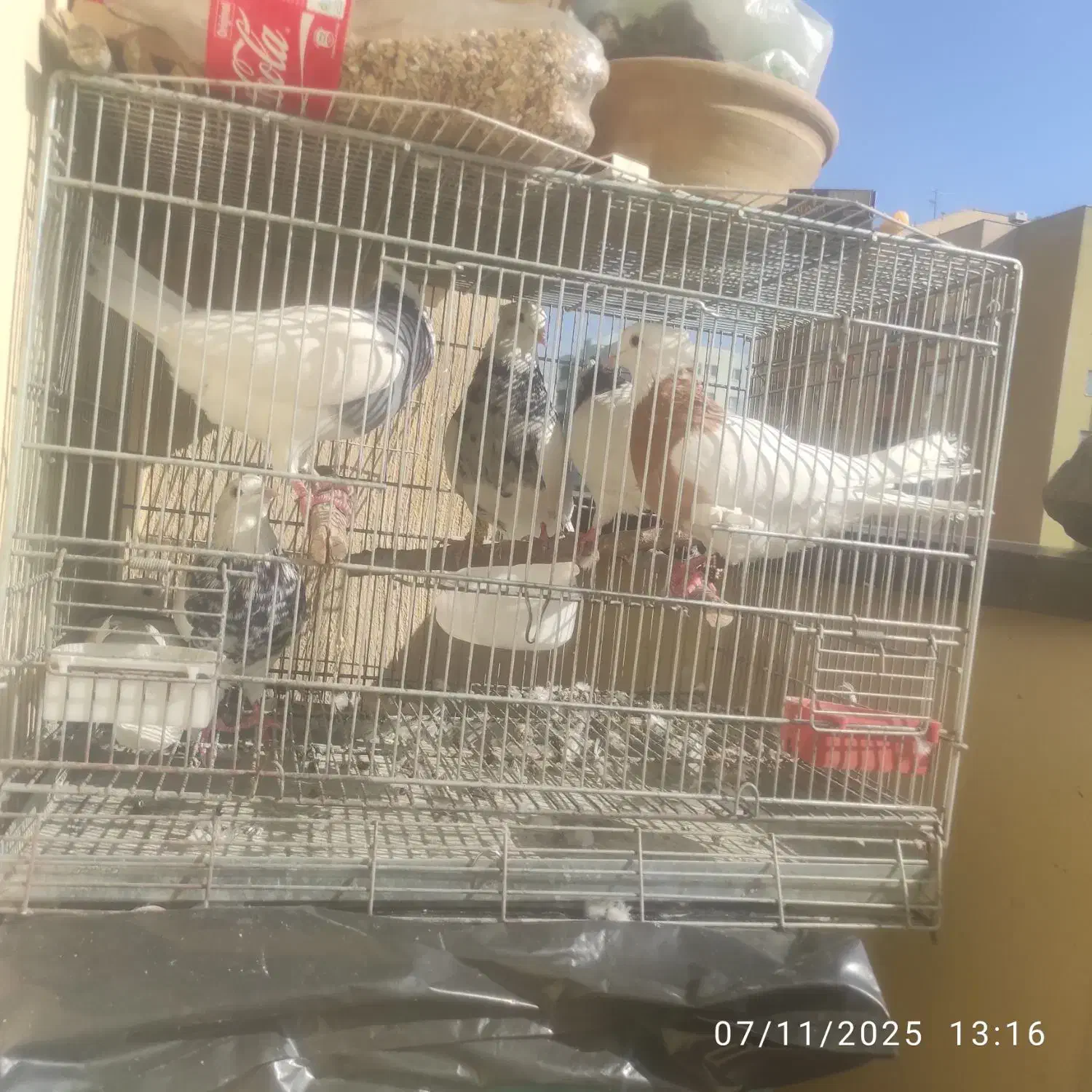 کبوتر طوقی کفترطوقی زرین سیاه الماسی زرد ابی|پرنده|پردیس, فاز ۴|دیوار