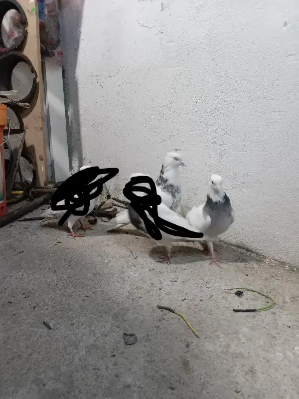 ۱ جفت کبوتر طوقی|پرنده|کوهدشت, |دیوار