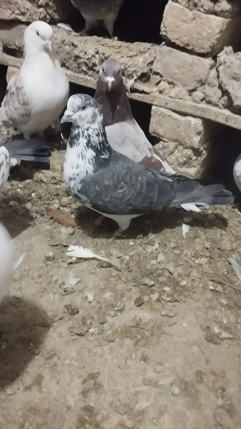 سه عدد نر پرشی غریب|پرنده|قصابه, |دیوار